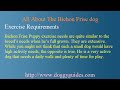 www.doggyguides.com The Bichon Frise makes an excellent addition to any household. He is friendly and sweet and provides few major challenges.