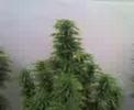 Marihuana Graaaaaande Marihuana Graaaaaande
