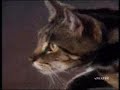 Funny DHL Commercial Cat vs Parrot 002 Funny DHL Commercial Cat vs Parrot 002