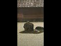 Precedent 1: Ryoan-ji Karesansui Precedent 1: Ryoan-ji Karesansui