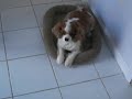 Winston the Cav King Charles Spaniel vs the paper towel roll Winston the Cav King Charles Spaniel vs the paper towel roll