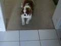 Winston the Cav King Charles Spaniel vs the paper towel roll