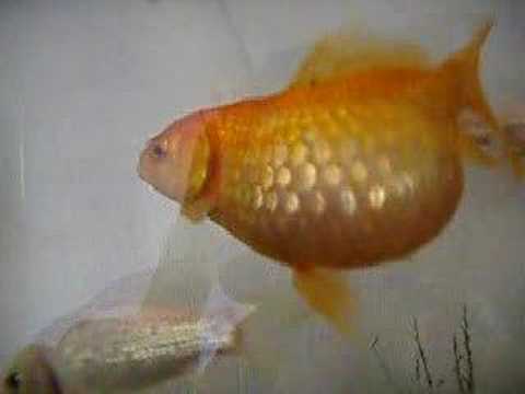 fat fish