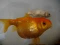 fat fish Bladder Diseases