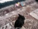 Mon chien Mon chien