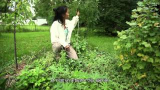 La permaculture, qui, quoi, pourquoi et comment?
