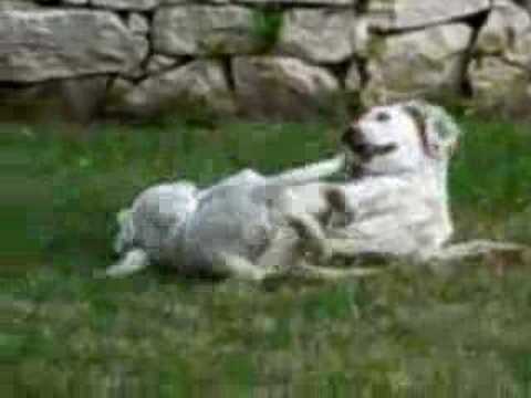 Puppies [English setters I think] ...