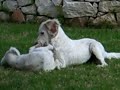 Puppies [English setters I think] meeting for the 1st time
