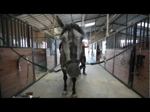 0 Advocate video: The pets issue