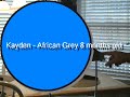 Introducing Kayden the African Grey Parrot Introducing Kayden the African Grey Parrot