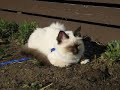 a tribute vid to my family's cat mr jinx. including pics of him from kitten to today and some footage of him having fun. enjoy!