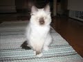 a tribute vid to my family's cat mr jinx. including pics of him from kitten to today and some footage of him having fun. enjoy!
