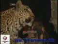 videos de Leopar Öldürdüğü Babunun Yavrusun Ne Yaptı-TrForumuz.Biz
