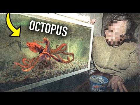 Aquascape Sunset Decor D Aquarium Par Laurent Garcia