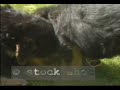 Airedale Terrier & pups
