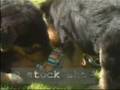 Airedale Terrier video