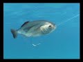 Rapala \\ Williamson Bluefish Lure Rapala \\ Williamson Bluefish Lure