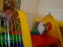 Three new hamsters