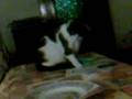 videos de BALLANTINES MORDIENDOSE EL RABO