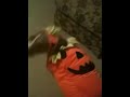 Pitbull dressed like a pumpkin