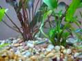 Rouge Neon Tetra, aggressive behavior!!??