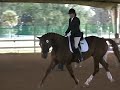 Hanoverian MPT 10 13 10 Under Saddle