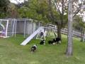 videos de Chances'R Aussies