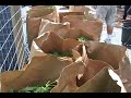 Huge Pot Bust!!!!!!!!