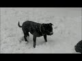 Black Staffords in the Snow Black Staffords in the Snow