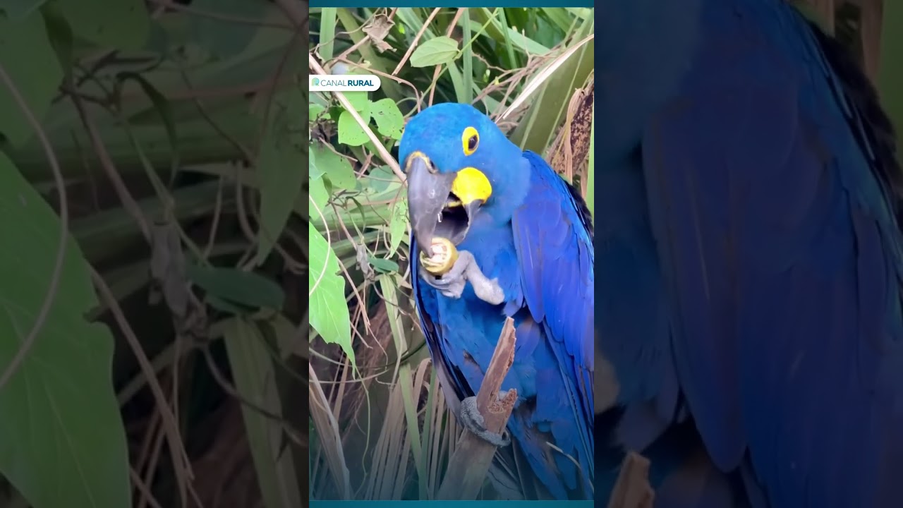 Arara-azul mostra toda a força do seu bico