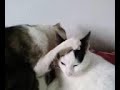 chats-trop-mignons.html