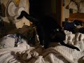 A short battle that occasionally brings itself to my sleeping quarters. Which when I am sleeping is not a welcomed event. enjoy. The song is The Battle by Friska V.