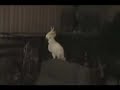 Headbanging-Papagei Headbanging-Papagei