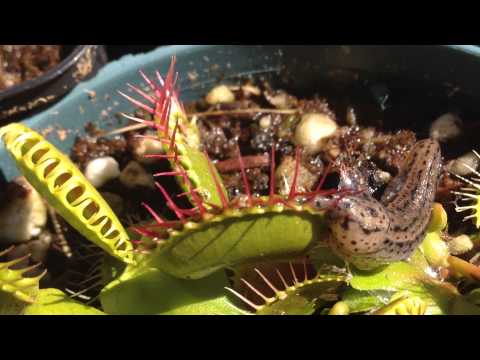 how to fertilize a venus fly trap