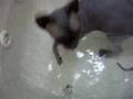 Kitten's dabbling in water