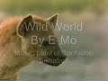 wild world