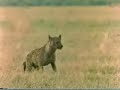 wild world