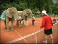 2008-12-21 | ATP Tennis Show - Kiefer Meets Timba ~> German Nicolas Kiefer came face-to-face with Timba, the elephant. ...  (00:52)