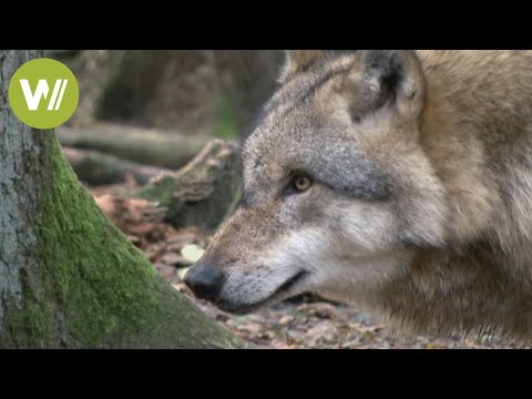 Wlfe in den Wldern Norddeutschlands (Wolfcenter Niede ...