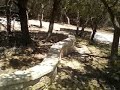 José Santos Masonry: Nicotene Chopped Limestone Flower Bed 3