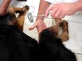 rottweiler neurologia