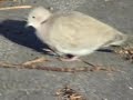 Collared Dove Halland nov 2008