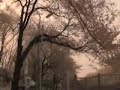 hanami-with-vonnegut-and-bukowksi-in-tokyo.html