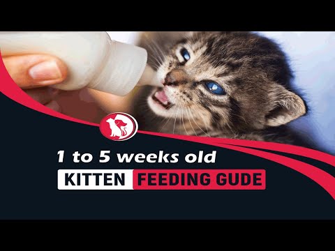 How Much to Feed kitten age 1 to 5 weeks old : Kitten Feeding Schedule  [ Pet Animalia ]