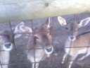 Vigo Zoo 1