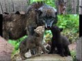 I dedicate this to my wolfy family