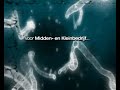 NOD32 Antivirus NOD32 Antivirus