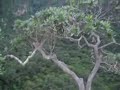 Kloof Falls - free flv video @ vwatch.tv