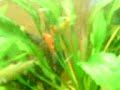 Akwarium. Amazonka Akwarium. Amazonka