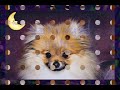 Pomeranians Little CoCo Puff & China Music Debut